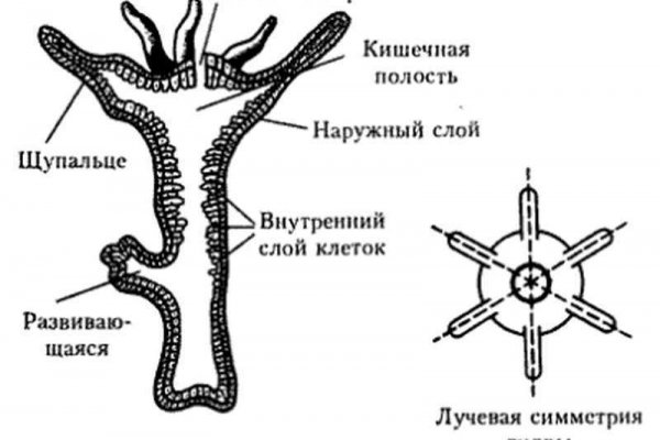 Кракен зеркало орион